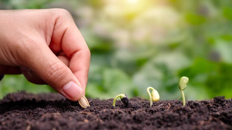 Σπόροι | Γεωργικά Εφόδια Πλούσιος Κωνσταντίνος